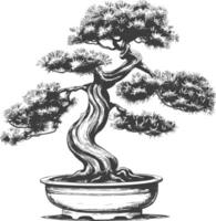 bonsai tree images using Old engraving style body black color only vector