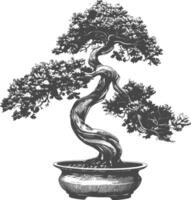 bonsai tree images using Old engraving style body black color only vector