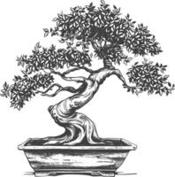 bonsai tree images using Old engraving style body black color only vector