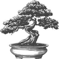 bonsai tree images using Old engraving style body black color only vector