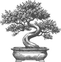 bonsai tree images using Old engraving style body black color only vector