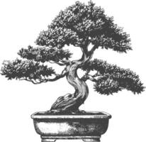 bonsai tree images using Old engraving style body black color only vector