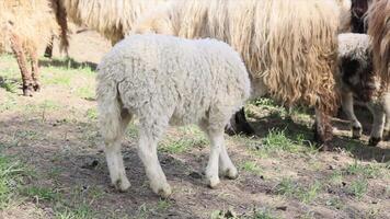 een klein wit pasgeboren lam in een kudde van schapen is proberen naar vind haar moeder voor voeden. een kudde van schapen in een agrarisch Oppervlakte video