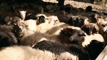 une grand troupeau de mouton de divers races et couleurs dans une stylo ou Grange. mouton dans une rural environnement. Accueil cultiver. video