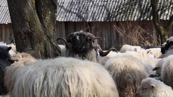 een mannetje RAM met groot hoorns. een ram's hoofd met groot hoorns. een RAM staat en bewakers zijn kudde van schapen video