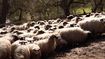 mouton dans gros la laine en marchant dans le pâturage. dans le printemps, bétail aller en dehors à pâturer dans le montagnes. rural animal agriculture. une troupeau de mouton va à pâturage. mouton sur une Accueil ferme video