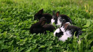 wenig Kaninchen grasen Gras im das Feld. ein Gruppe von inländisch süß bezaubernd flauschige Kaninchen sind Weiden lassen auf ein Grün Gras Rasen im das Hinterhof. video