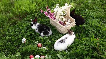 adorável pequeno Páscoa coelhos estão comendo Relva e jogando perto Páscoa ovos e uma vime cesta com Primavera flores fechar acima, lento movimento. tradicional Primavera feriado. video