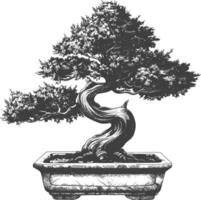 bonsai tree images using Old engraving style body black color only vector