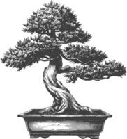 bonsai tree images using Old engraving style body black color only vector