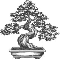 bonsai tree images using Old engraving style body black color only vector