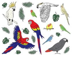 set bundle of hand drawn different parrot vector