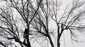 un persona, hombre, arbolista es el cortar y corte un árbol en frente de un casa debajo el nublado invierno cielo, alterando el natural paisajismo video