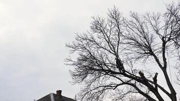 un' persona, uomo, arboricoltore è chopping e taglio un' albero nel davanti di un' Casa sotto il nuvoloso inverno cielo, alterare il naturale paesaggio video