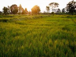 green rice field and beautiful nature. photo