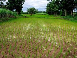 Farmers are planting rice photo