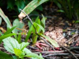 yellow dragonfly perched on the leaf. close-up of dragonfly. midday. green background photo