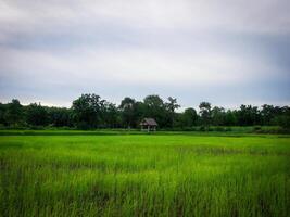 Morning sunrise on rice fields in Thailand, Asia, beautiful colors and natural light in the sky. photo