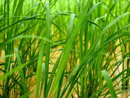 green rice field and beautiful nature. photo