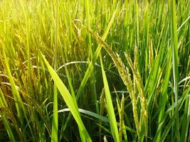 Rice Field in the Morning. photo