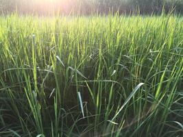 arroz campo en el Mañana. foto