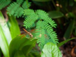 yellow dragonfly perched on the leaf. close-up of dragonfly. midday. green background photo