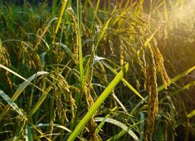 arroz campo en el Mañana. foto