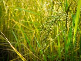 green rice field and beautiful nature. photo