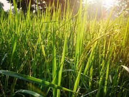 Morning sunrise on rice fields in Thailand, Asia, beautiful colors and natural light in the sky. photo