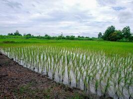 Farmers are planting rice photo