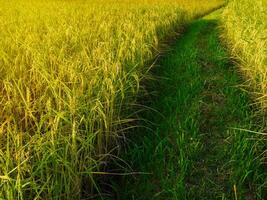 Morning sunrise on rice fields in Thailand, Asia, beautiful colors and natural light in the sky. photo