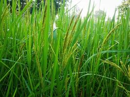 green rice field and beautiful nature. photo