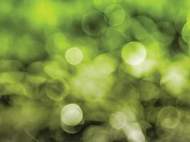 Green bokeh on nature defocus, green bokeh background. photo