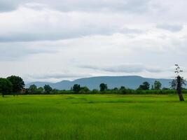 Mañana amanecer en arroz campos en tailandia, Asia, hermosa colores y natural ligero en el cielo. foto