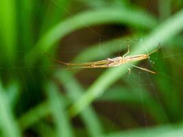 Spider on the fiber photo