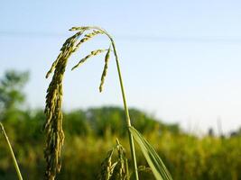 arroz campo en el Mañana. foto