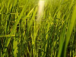 Rice Field in the Morning. photo