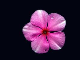 un cerca arriba de hermosa flor con el azul antecedentes. foto