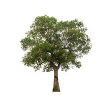 Tree that are isolated on a white background are suitable for both printing and web pages photo