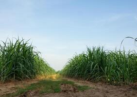 Sugarcane field at sunset photo