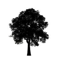 Tree silhouette for brush on white background. photo