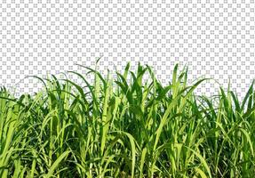 sugar cane on transparent picture background with clipping path photo