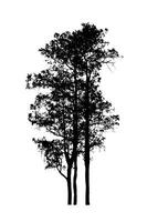 árbol silueta para cepillo en blanco antecedentes. foto