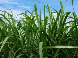 Sugarcane field at sunset photo