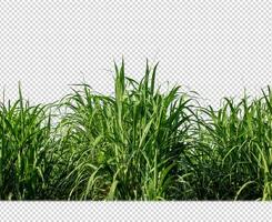 sugar cane on transparent picture background with clipping path photo