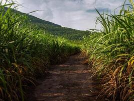 Caña de azúcar plantaciones, las agricultura tropical planta en tailandia, arboles crecer desde el suelo en un granja en el cosecha en un suciedad la carretera con brillante cielo foto