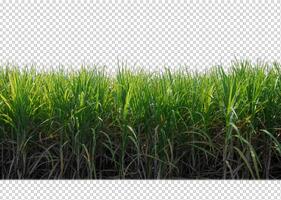 sugar cane on transparent picture background with clipping path photo