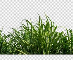 sugar cane on transparent picture background with clipping path photo