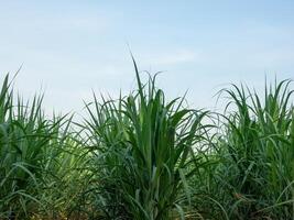 Sugarcane field at sunset photo