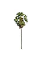 sugar palm isolated on the white background. photo